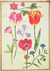 Flower Studies